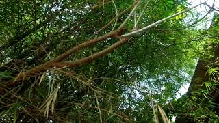 Download lagu Klinik Kopi Pagi mp3 Download lagu Klinik Kopi Pagi mp3