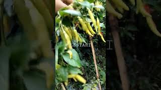 Download lagu #cabe #rawit #lestari mp3 Download lagu #cabe #rawit #lestari mp3