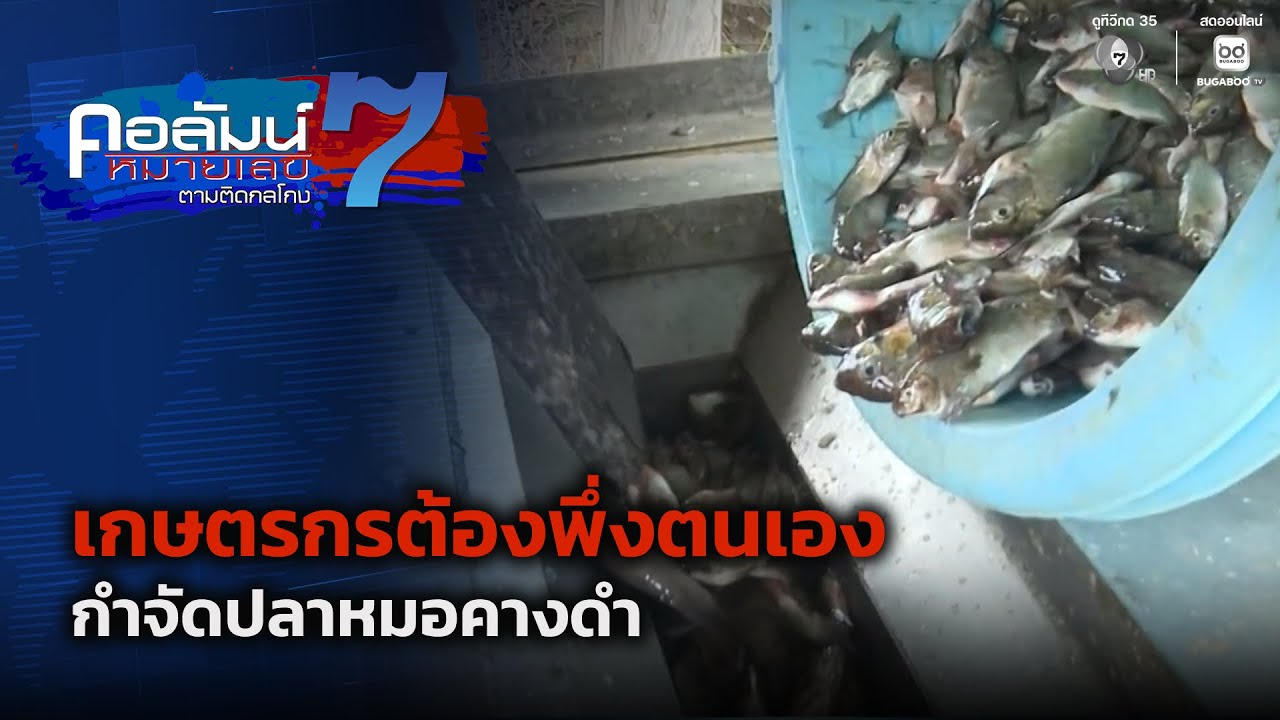 เกษตรกรต้องพึ่งตนเอง กำจัดปลาหมอคางดำ | คอลัมน์หม?