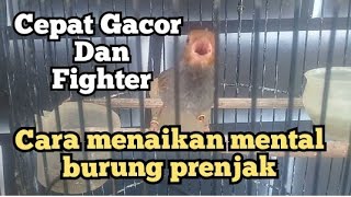 Download lagu cara menaikan mental dan birahi burung prenjak kepala merah mp3