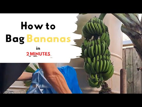 Bagging Bananas- How To In 2 Minutes