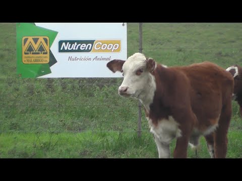 Alimento balanceado con regulador de consumo: ahorros en sistema de autoconsumo / Nutrencoop