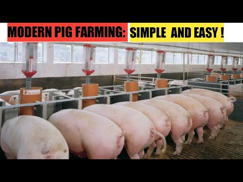 , title : 'How To START A Successful PIG FARM Business ! | 2022'