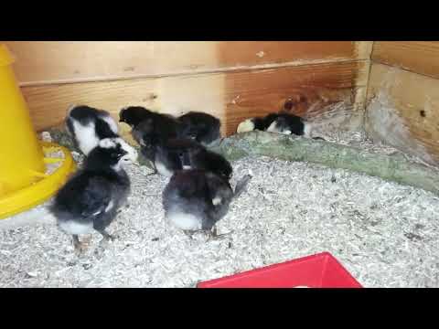 Sandschak Kräher Küken 5 Tage alt.