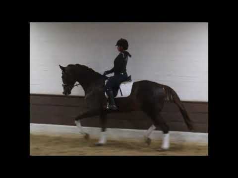 SHAUGHNESSY 11j v. Samarant - Lemon Park VB 10.000,- Euro