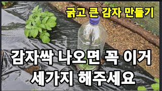 굵은감자 만들기 감자싹 나오면 꼭 세가지 해주세요! #감자싹나오면할일 #감자재배 #감자키우기 #감자크게만들기