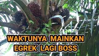 Download lagu Waktunya mainkan egrek lagi boss !! panen sawit pokok tinggi !?! mp3 Download lagu Waktunya mainkan egrek lagi boss !! panen sawit pokok tinggi !?! mp3