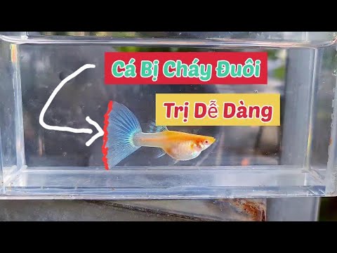 , title : 'Cá 7 Màu Bị Cháy Đuôi Và Cách Xử Lý |Vườn Mộc Ngư|'