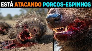AGORA: Quem está MATANDO TODOS OS PORCOS-ESPINHOS no Adirondack Park?