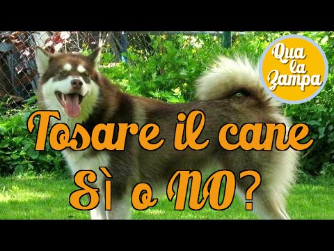 La causa del dolore nella parte bassa della schiena sulla destra Unguenti, gel da osteocondrosi