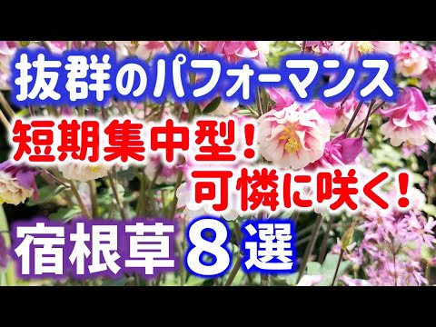 キョウチクトウの根元には何を植えますか？夏の間ずっと花を咲かせる、グラフィックでカラフルな植物のアイデア  庭園
