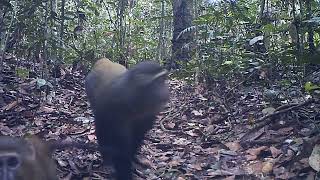 Newswise:Video Embedded camera-traps-uncover-africa-s-mysterious-lesula-monkey-s-business-behavior