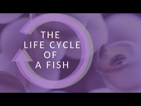 , title : 'The Life Cycle of a Fish'