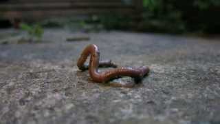 preview picture of video 'Earthworm struggling for its life'