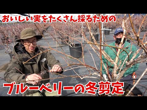 ラズベリーの茂みを剪定する時期と最善の方法は？ 2023 年の冬に実践すべきすべての正しい行動  庭園