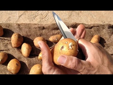 , title : 'زراعة البطاطا Potato cultivation'