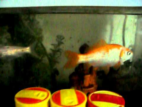 Goudvissen Goudje en Zilvertje