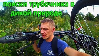 Трубочник где и как его ловить
