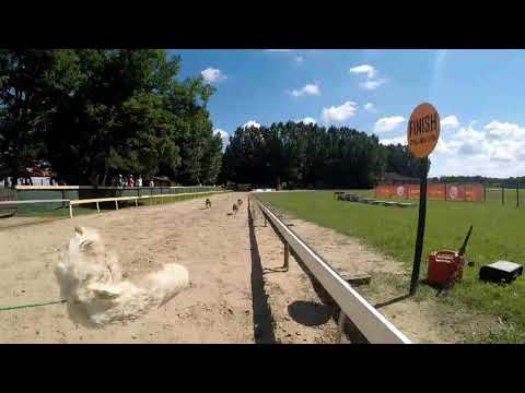 Lelkes Edzőklub - Profik versenye 2018.07.01. Jamee,Panda,Lutra,Murphy