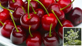 How to Plant Cherry Trees: Easy Fruit Planting Guide