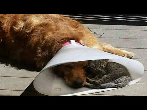 Funny pets 2021/Thilini Wathsala/part 3