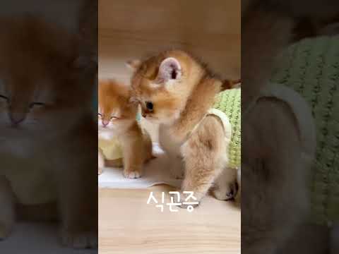 식곤증 새끼냥이..