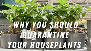 Why Should You Quarantine Your Houseplants