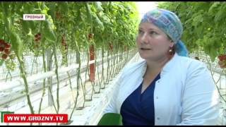 Жители Чечни предпочитают приобретать продукты питания, произведенные в родной республике