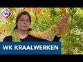 'Werken met die kleine kraaltjes, daar moet je een beetje gek voor zijn' - OMROEP WEST