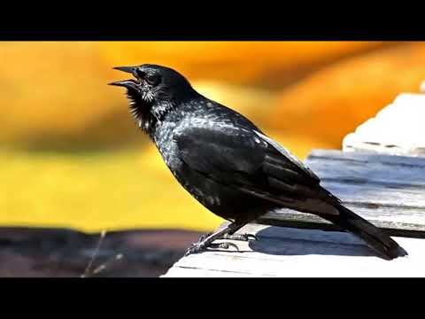 O Melhor Canto de Pássaro Preto - Para Esquentar e Treinar seu Pássaro
