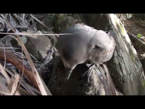 Anicee Lombal - Providence petrel 'Whop whop calls'