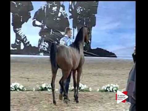 N.200 AL ARYAM AMGAAD - Ajman 2016 - Colts 2 years old (Class 8B)