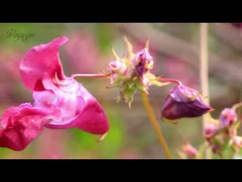 Canon 60D Video Test