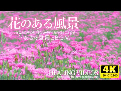 園芸 最も美しい紅葉を保存する