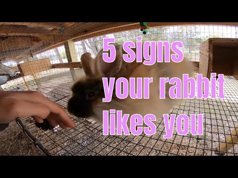 5 signs your rabbit likes you
