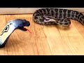 Various 6 Snakes vs Brave toy cobra snake  | Snake fight