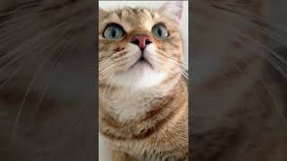 Chat mignon qui miaule 😻🐱