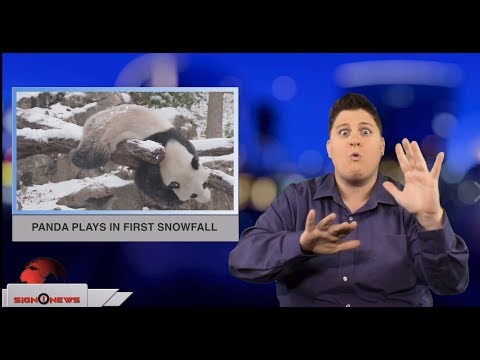 Panda plays in first snowfall (ASL - 11.19.18)