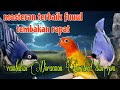 Masteran Terbaik Full Tembakan Rapat Rambatan Doraemon Lovebird Dan Rpm