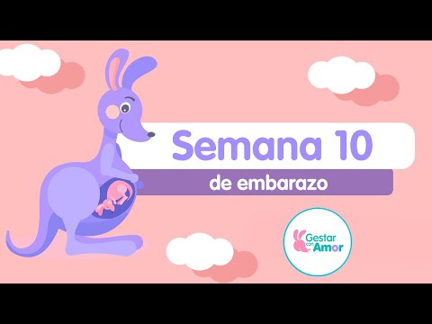 Semana 10 de embarazo: ¡De embrión a feto!