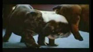 Pedigree