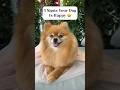 3 Things that Make your Puppy Happy 😄🐾 #pomeranian #shorts
