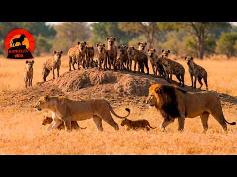 JOGO DOS TRONOS | Leão, Hiena e Leopardo na luta vital #animaisselvagens | Natureza Vida