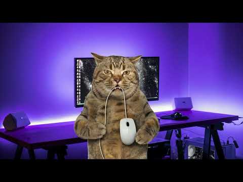 Кто виноват? ➤ Кошка Чечня БлоХер