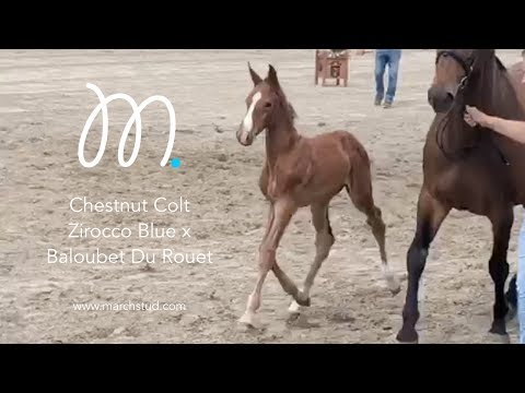 Zirocco Blue x Baloubet Du Rouet x Dollar Du Murier