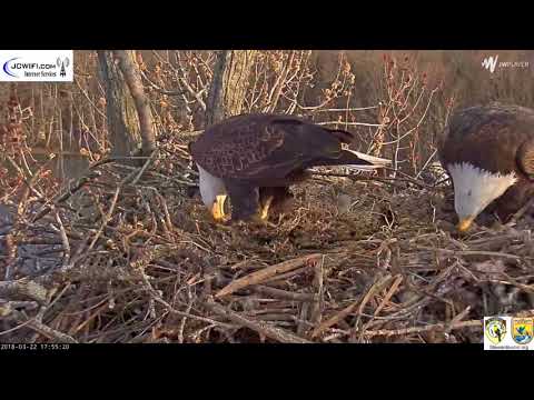 IL Trio nest. 03-22-18 Valor II tells Starr no!