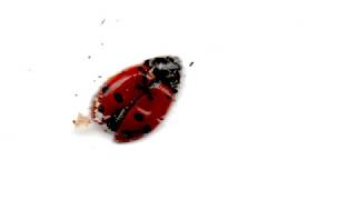 The I.L.Y&#39;s - Wash my hands shorty (Official Video)