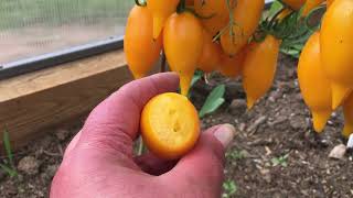 Томат Золотой лимон: описание сорта и характеристики, особенности выращивания, болезни и вредители. Отзывы о сорте