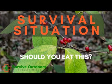 YouTube video about: Are honeysuckle berries poisonous to birds?