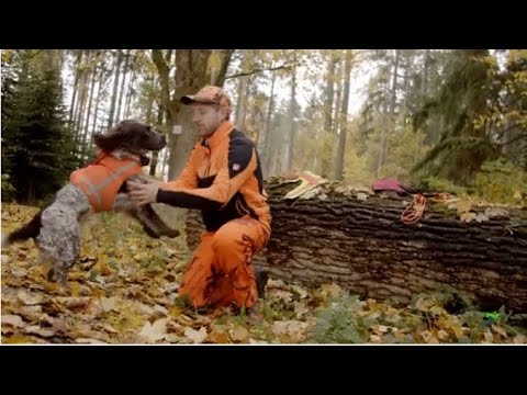 Effektive Schwarzwildbejagung – Die Drückjagd